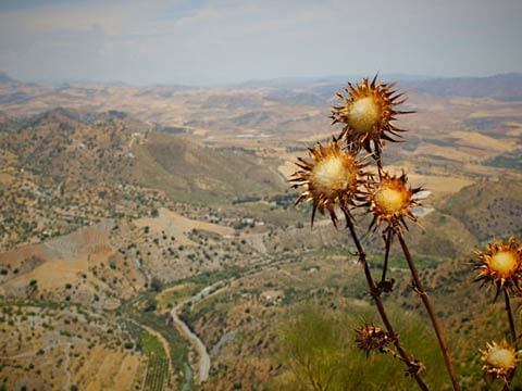 Toyota Corolla Engine Mount - Original Fit
