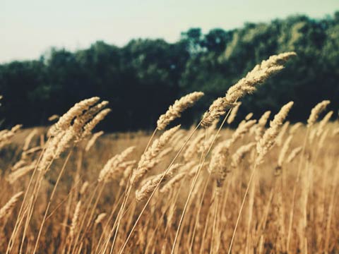 2016 Honda Civic EX - Upload Check